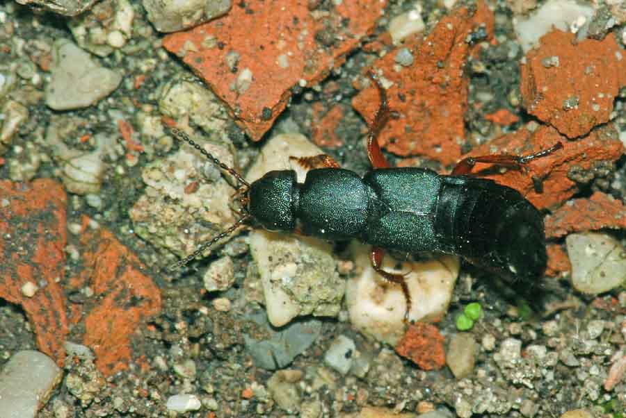 Staphylinidae da id: Platydracus fulvipes